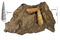 Turritella granulatoïdes